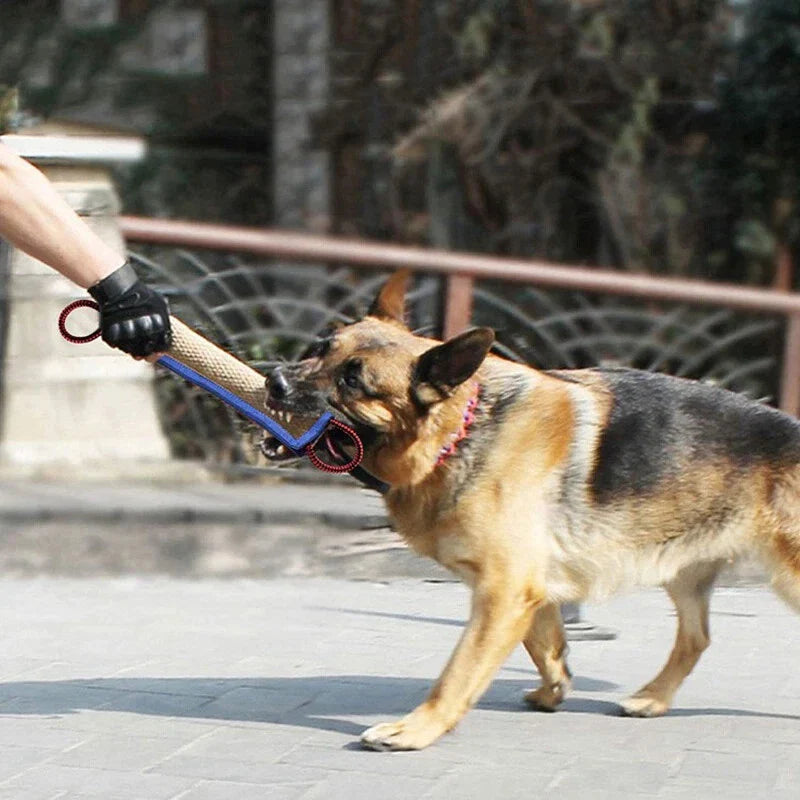 Training Dogs Chew Sticks To Pick Up